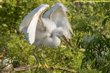 snowy egret